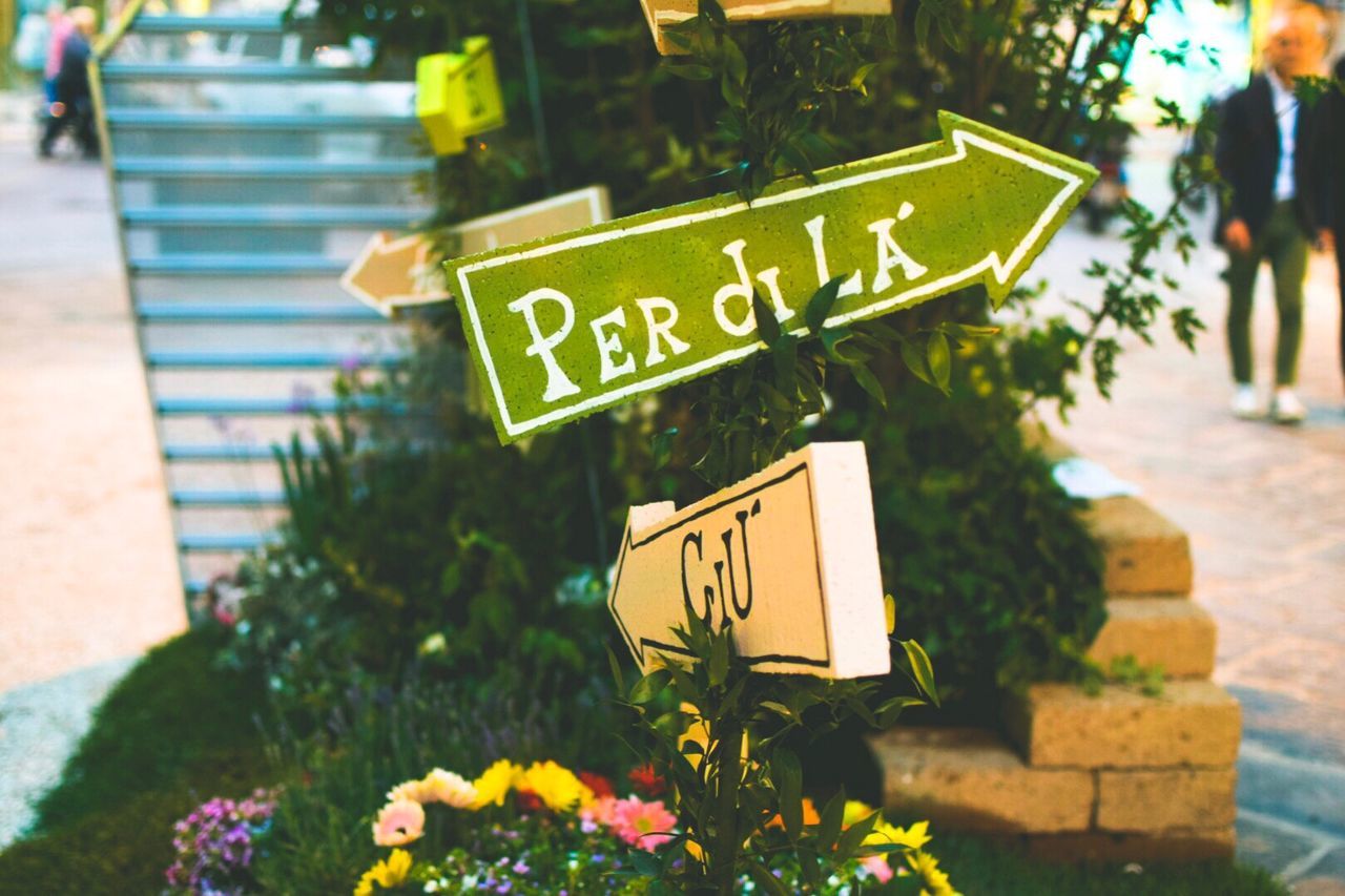 CLOSE-UP OF YELLOW FLOWER ON SIGNBOARD