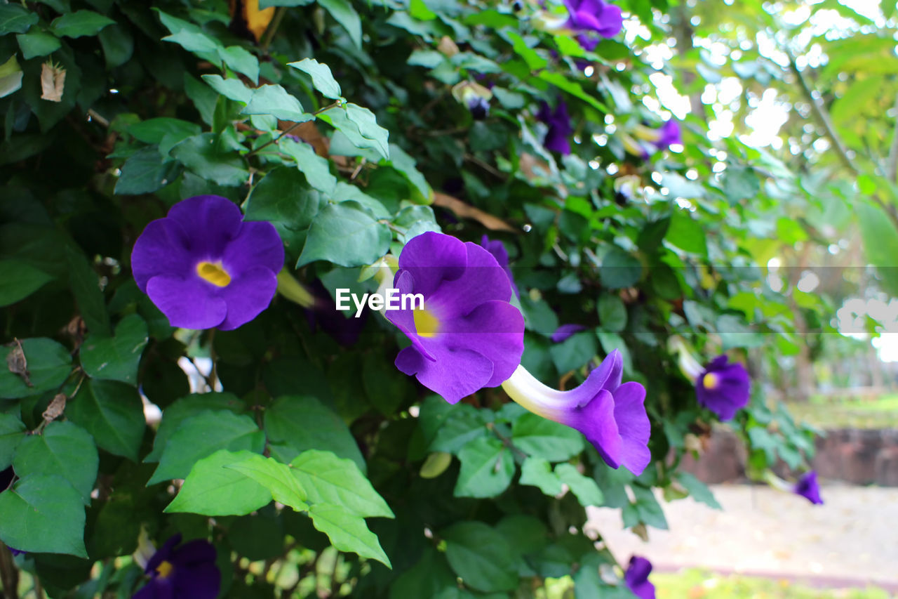 CLOSE-UP OF PURPLE FLOWERING PLANT AGAINST BLUE SKY