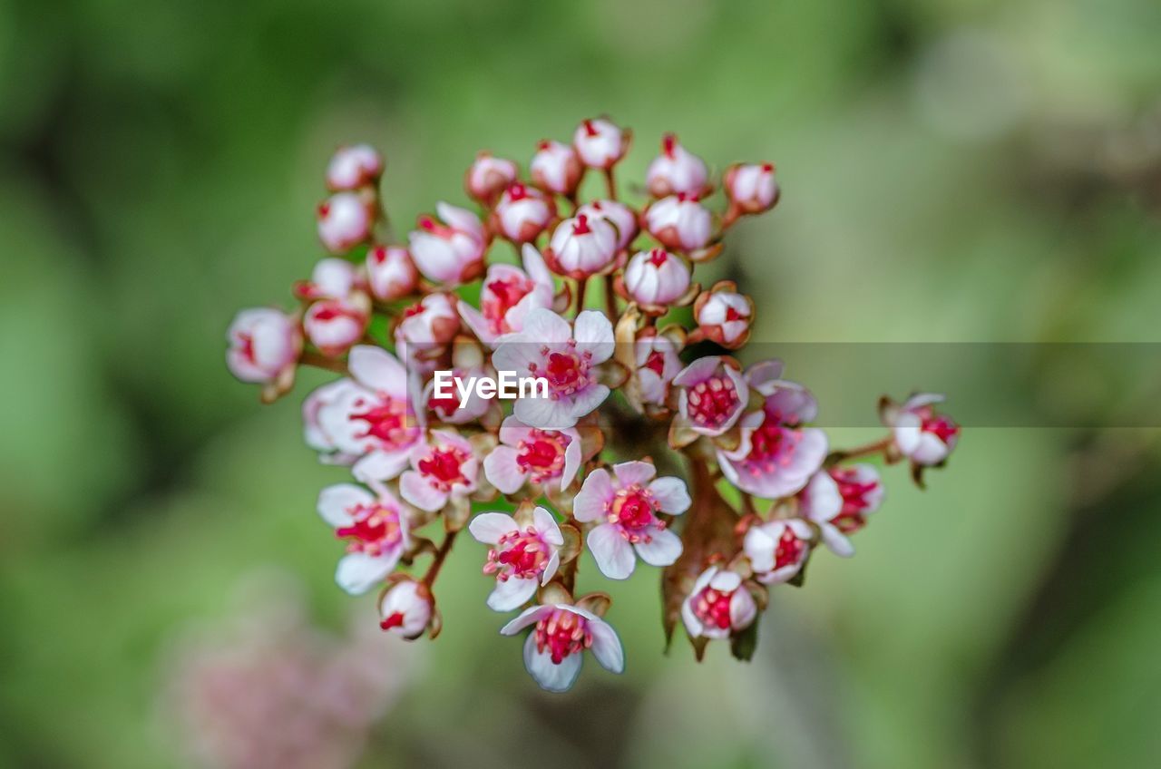 plant, flower, freshness, flowering plant, beauty in nature, blossom, nature, close-up, tree, macro photography, growth, produce, leaf, fruit, pink, food and drink, focus on foreground, no people, fragility, springtime, food, outdoors, red, branch, petal, day, wildflower, selective focus, inflorescence, flower head, plant part, berry, healthy eating, environment, summer