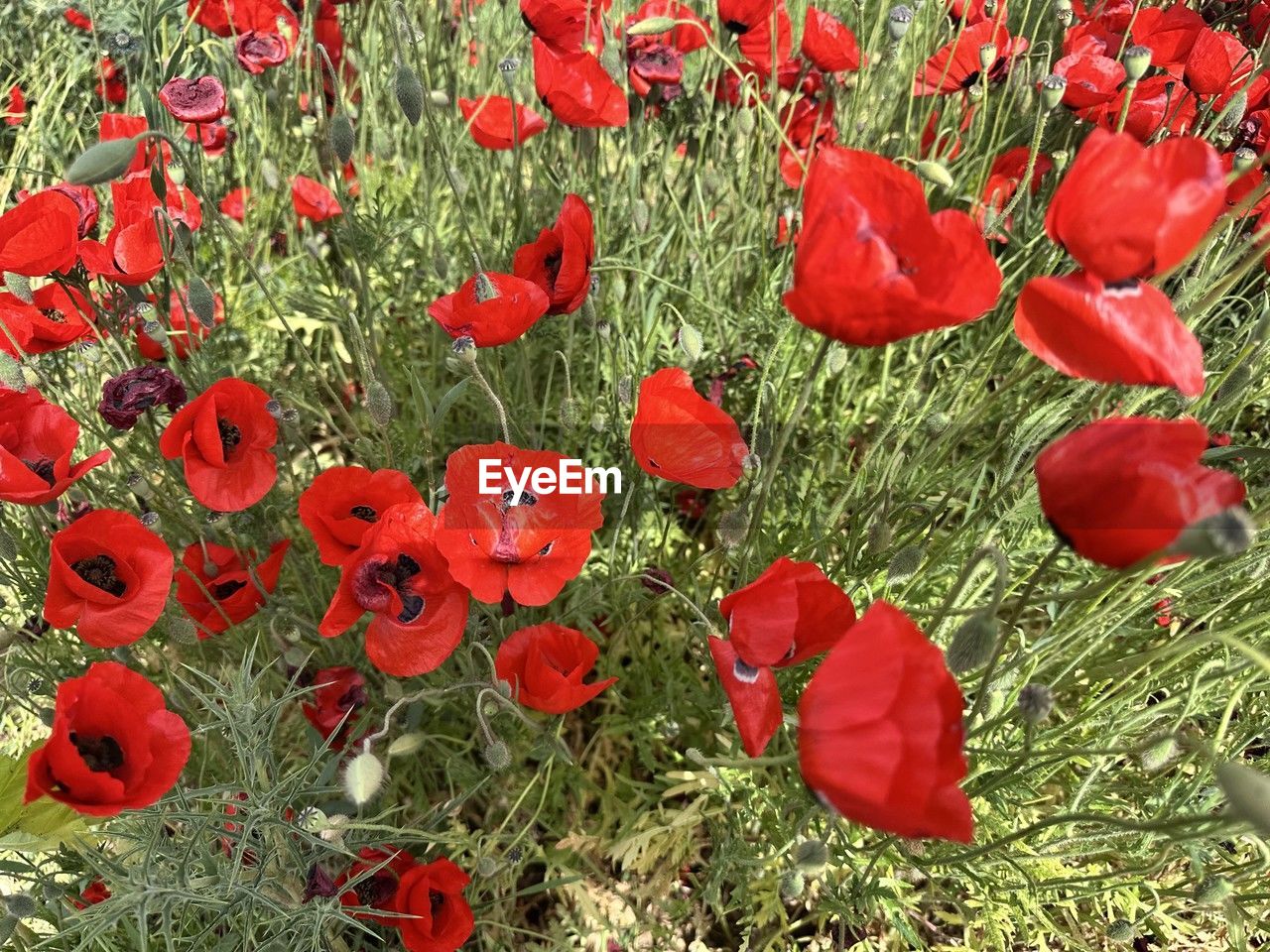 red, plant, flower, poppy, growth, beauty in nature, flowering plant, nature, freshness, field, land, no people, day, fragility, petal, high angle view, close-up, flower head, inflorescence, outdoors, grass, green, full frame