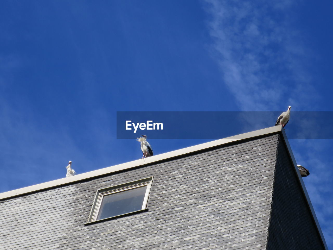 LOW ANGLE VIEW OF BIRD PERCHING ON WINDOW