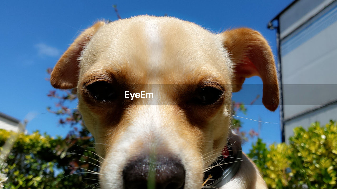 Close-up portrait of puppy