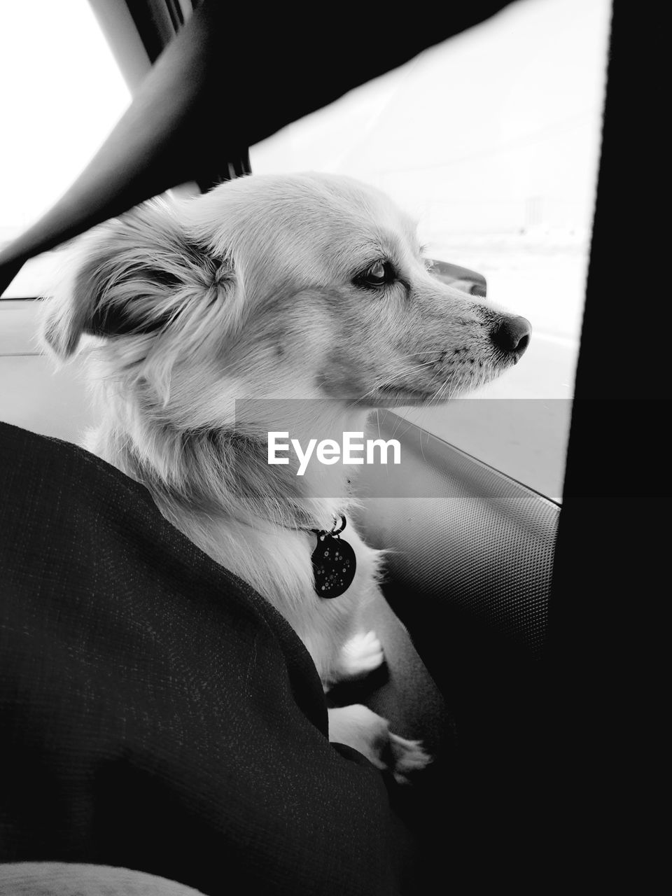 pet, domestic animals, one animal, mammal, animal themes, canine, dog, animal, white, black, black and white, monochrome, monochrome photography, indoors, vehicle interior, mode of transportation, looking, car, car interior, puppy, transportation, motor vehicle, window, looking away, sitting, no people, chihuahua, lap dog, day