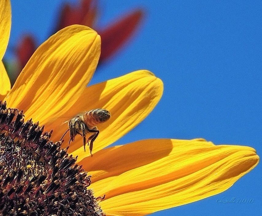 CLOSE-UP OF BUTTERFLY POLLINATING ON YELLOW FLOWER