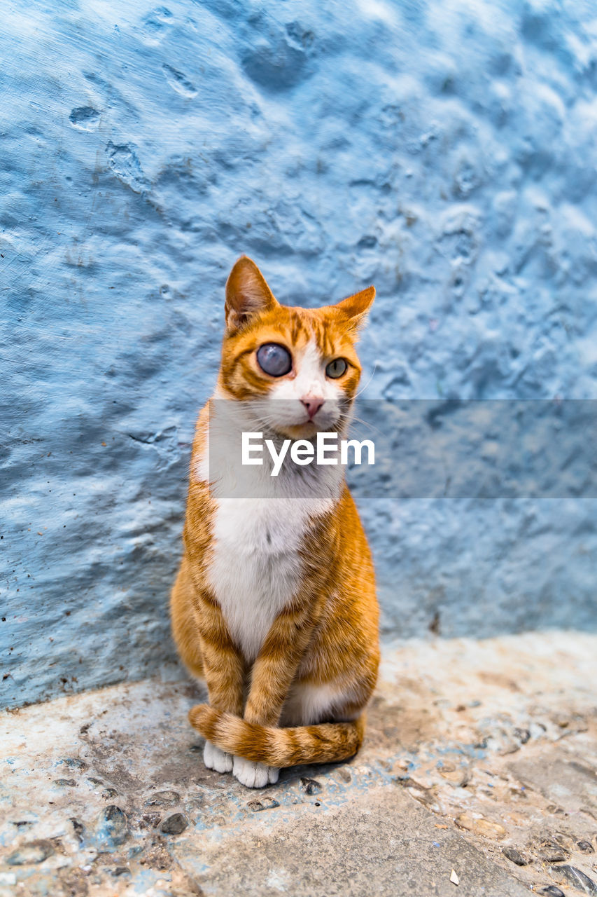 Portrait of cat sitting by wall