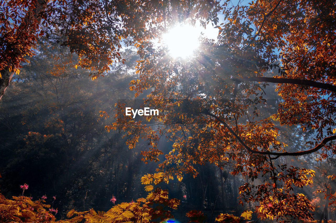 Low angle view of sunlight streaming through trees during autumn