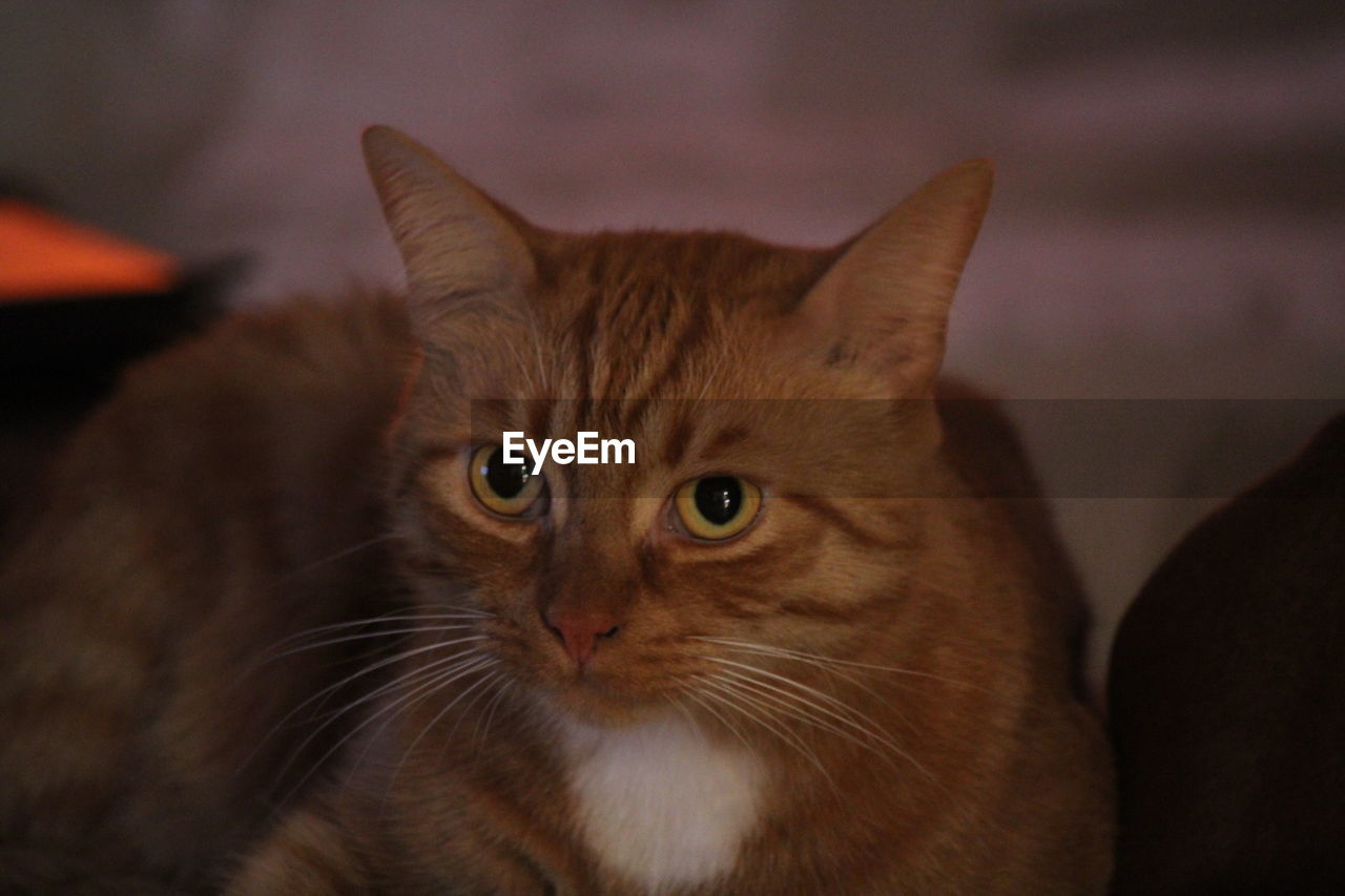 CLOSE-UP PORTRAIT OF CAT RELAXING ON FLOOR