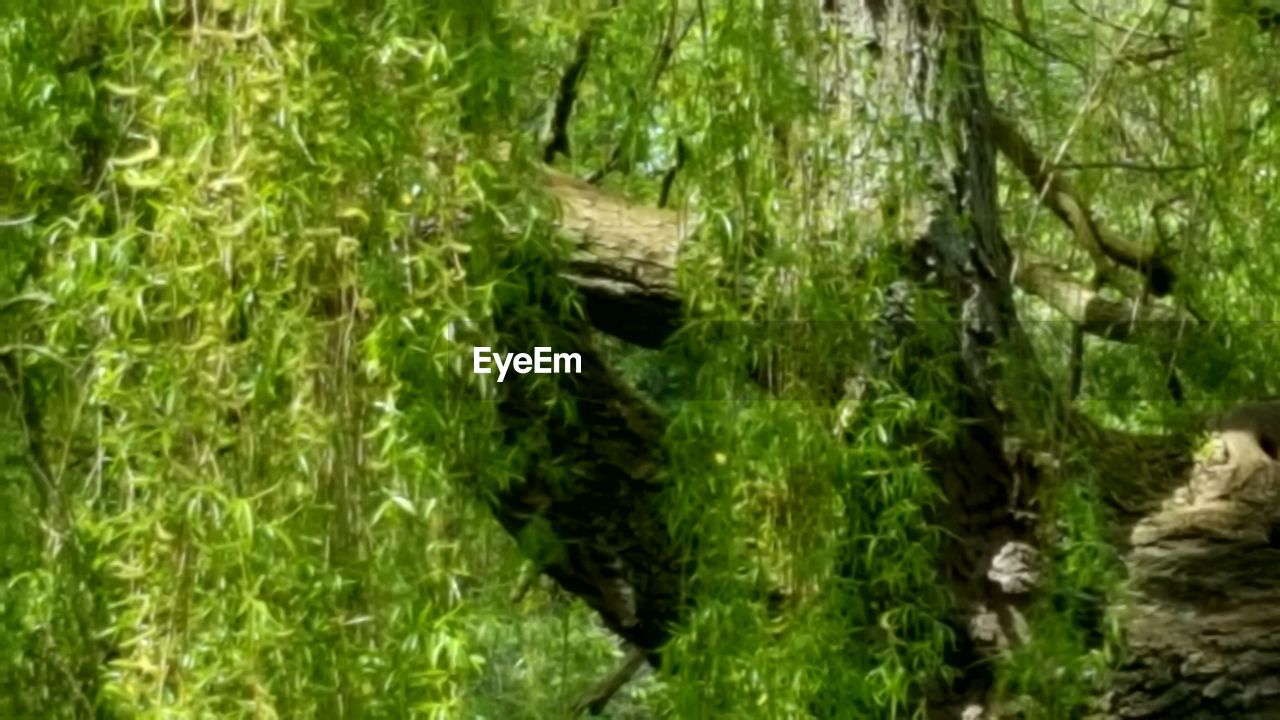 PLANTS GROWING IN THE DARK