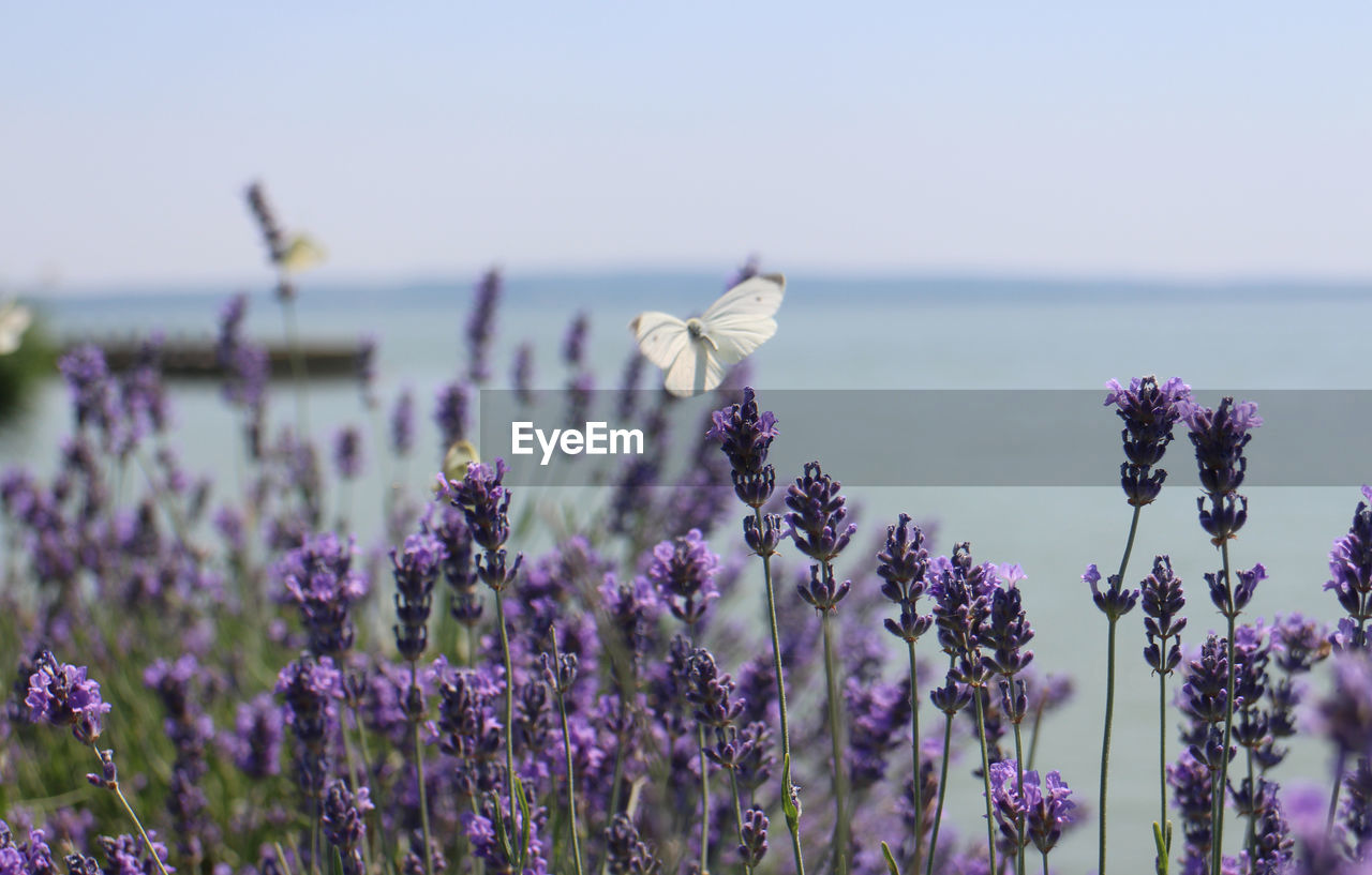 Lavender and a butterfly at balaton 