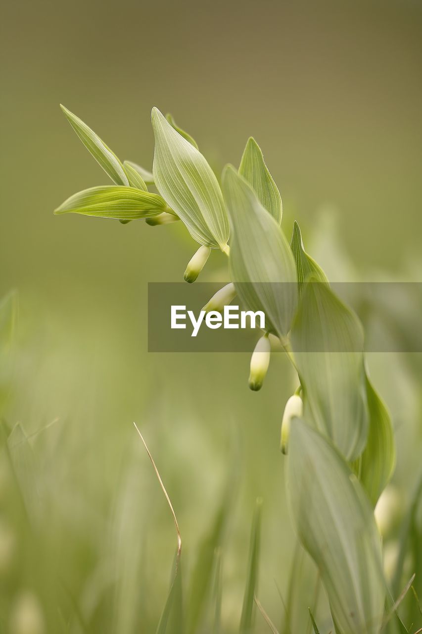 CLOSE-UP OF FRESH GREEN PLANT