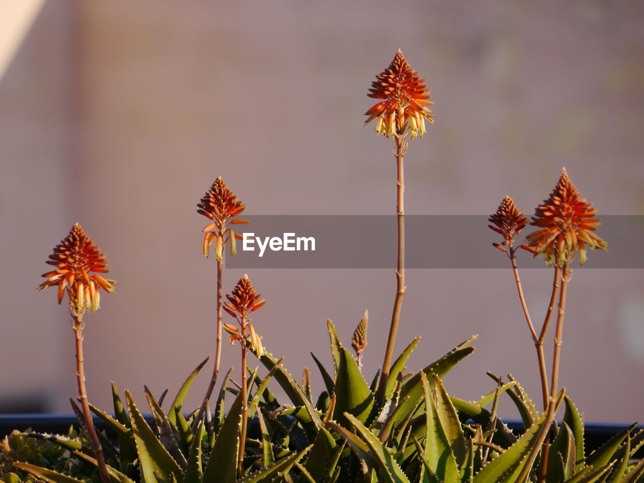 Close-up of flowers blooming against sky