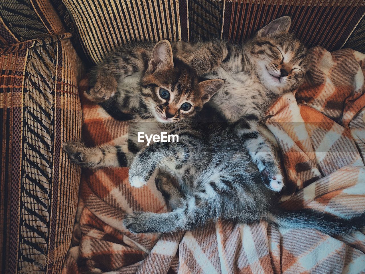 High angle view of cats resting