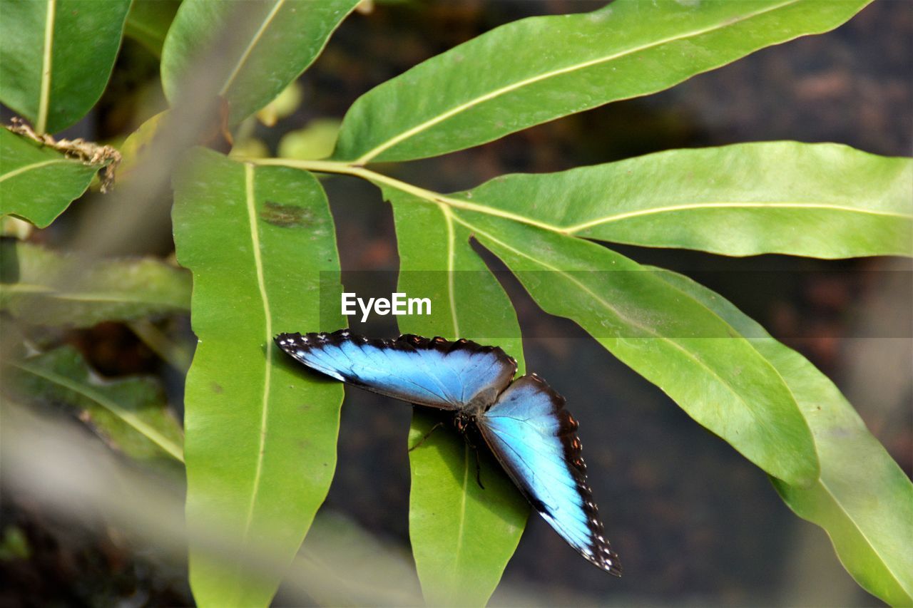 BUTTERFLY ON LEAF