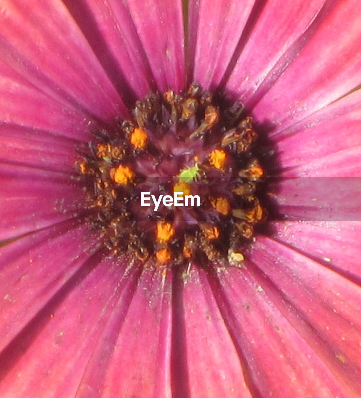 EXTREME CLOSE-UP OF FLOWER