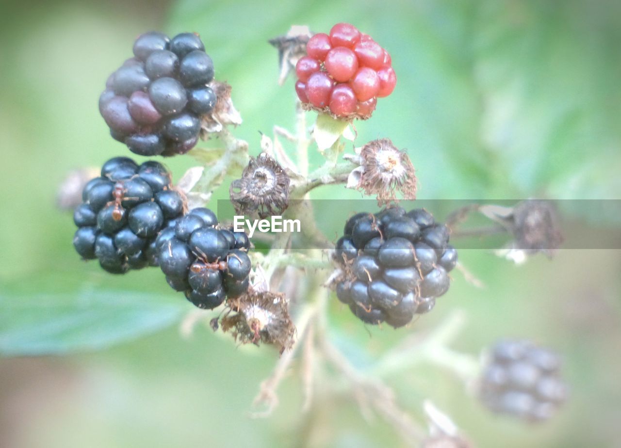 Close-up of black berries on tree