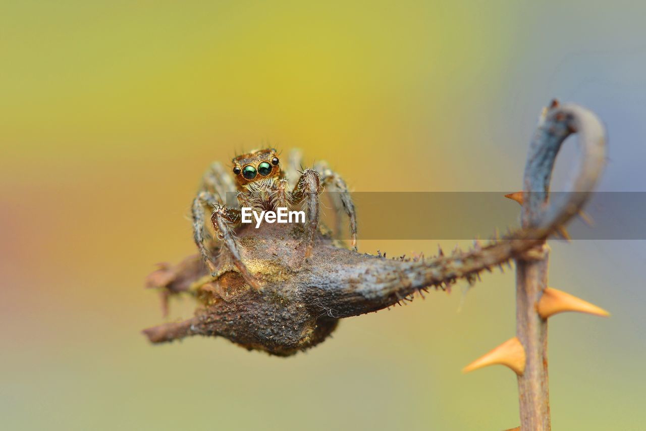 CLOSE-UP OF INSECT ON STEM