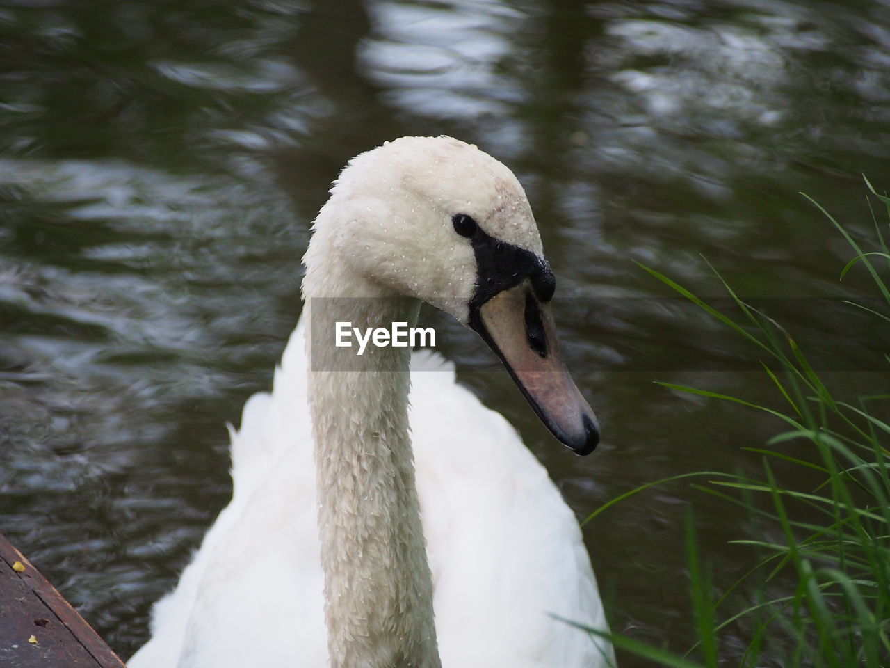 Close-up of mute swan against lake