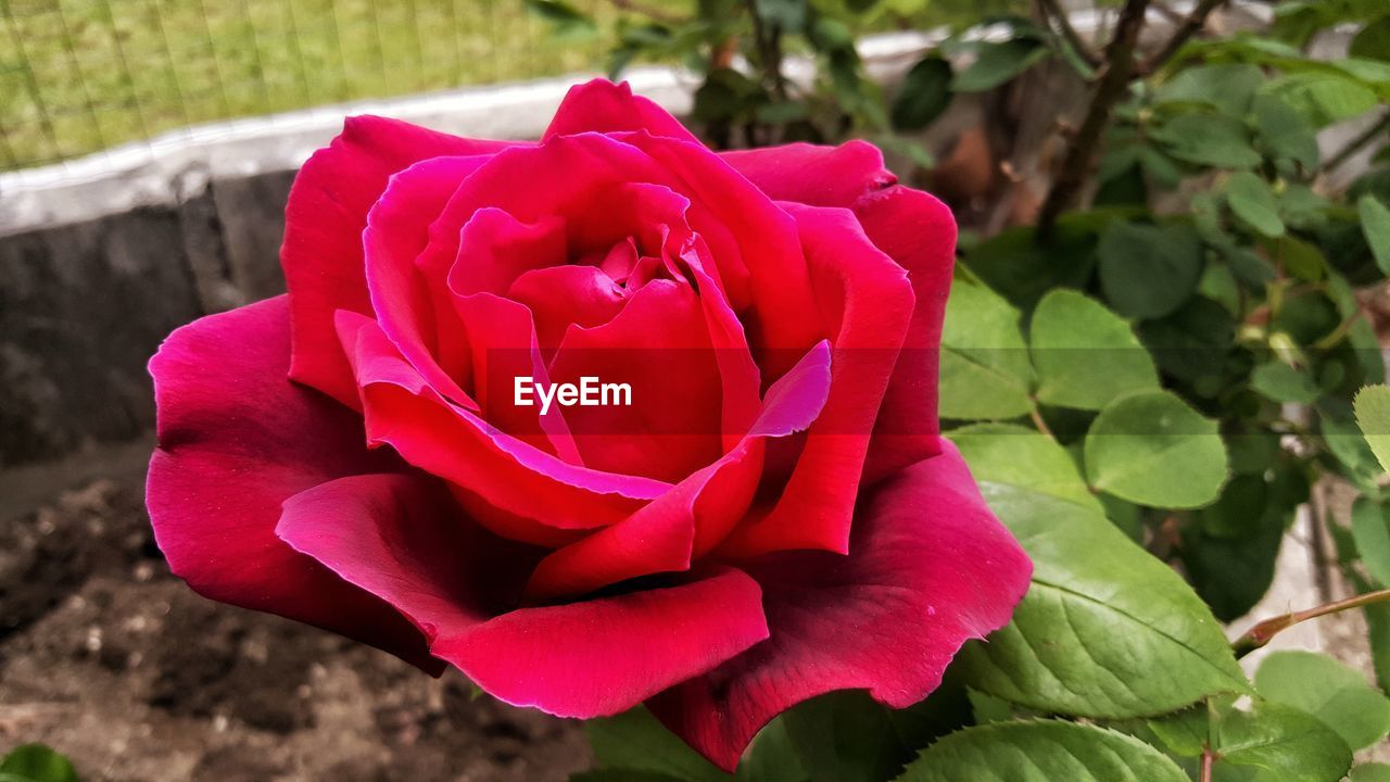 CLOSE-UP OF PINK ROSE