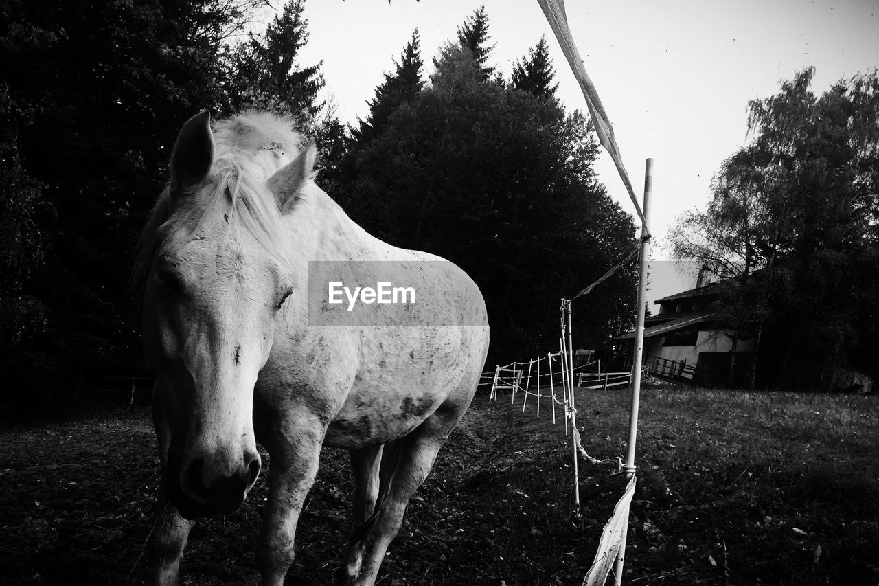 Horse on field in pen