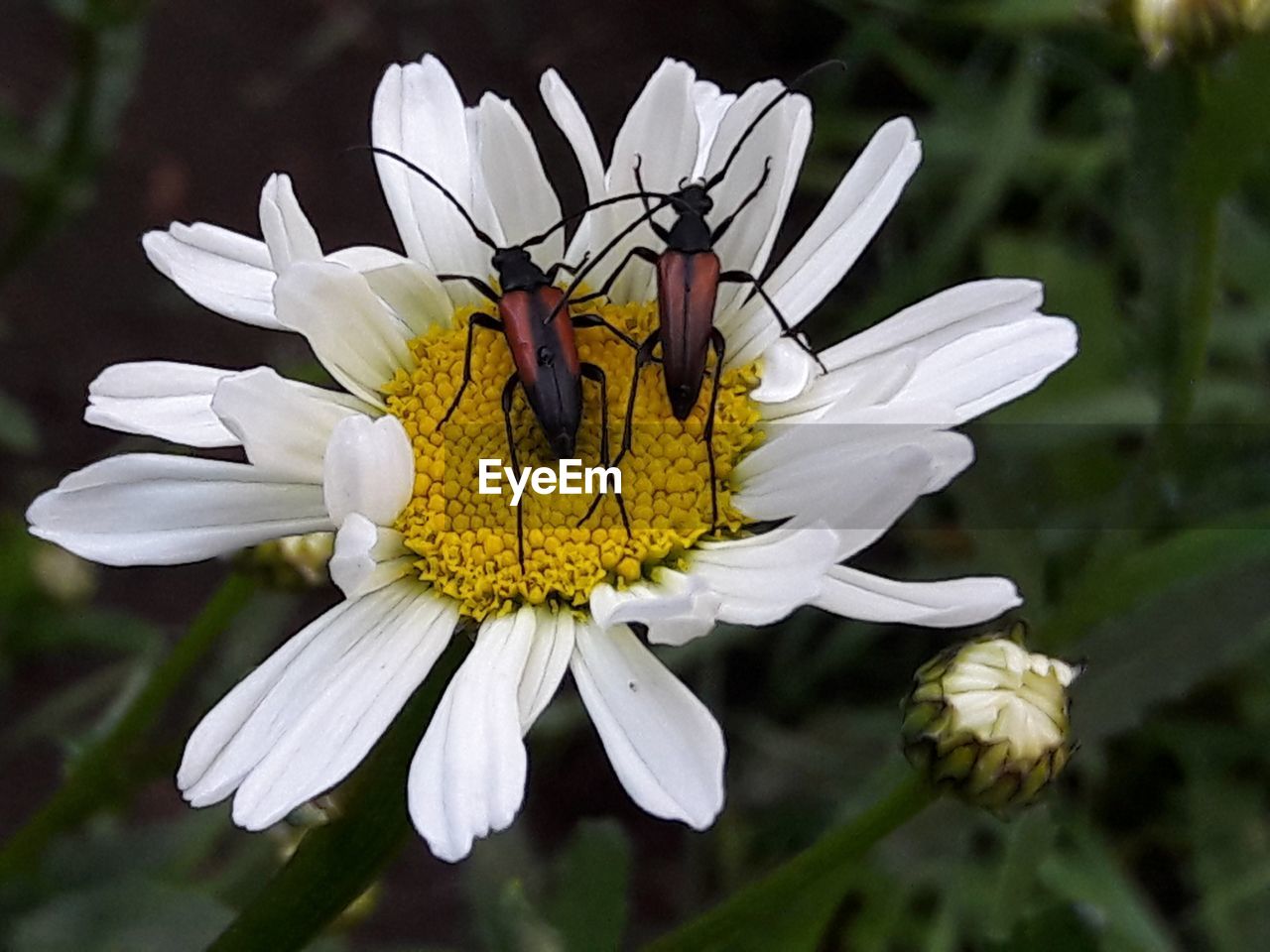 CLOSE-UP OF INSECT ON WHITE FLOWERS