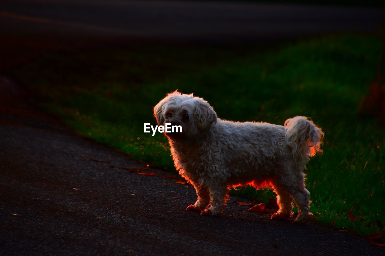 DOG LOOKING AWAY ON ROAD