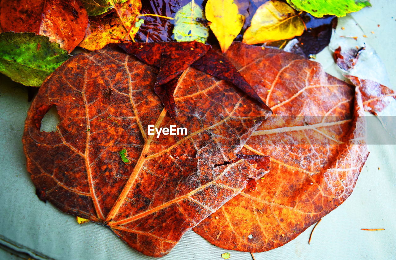 Close-up of multi colored autumn leaves