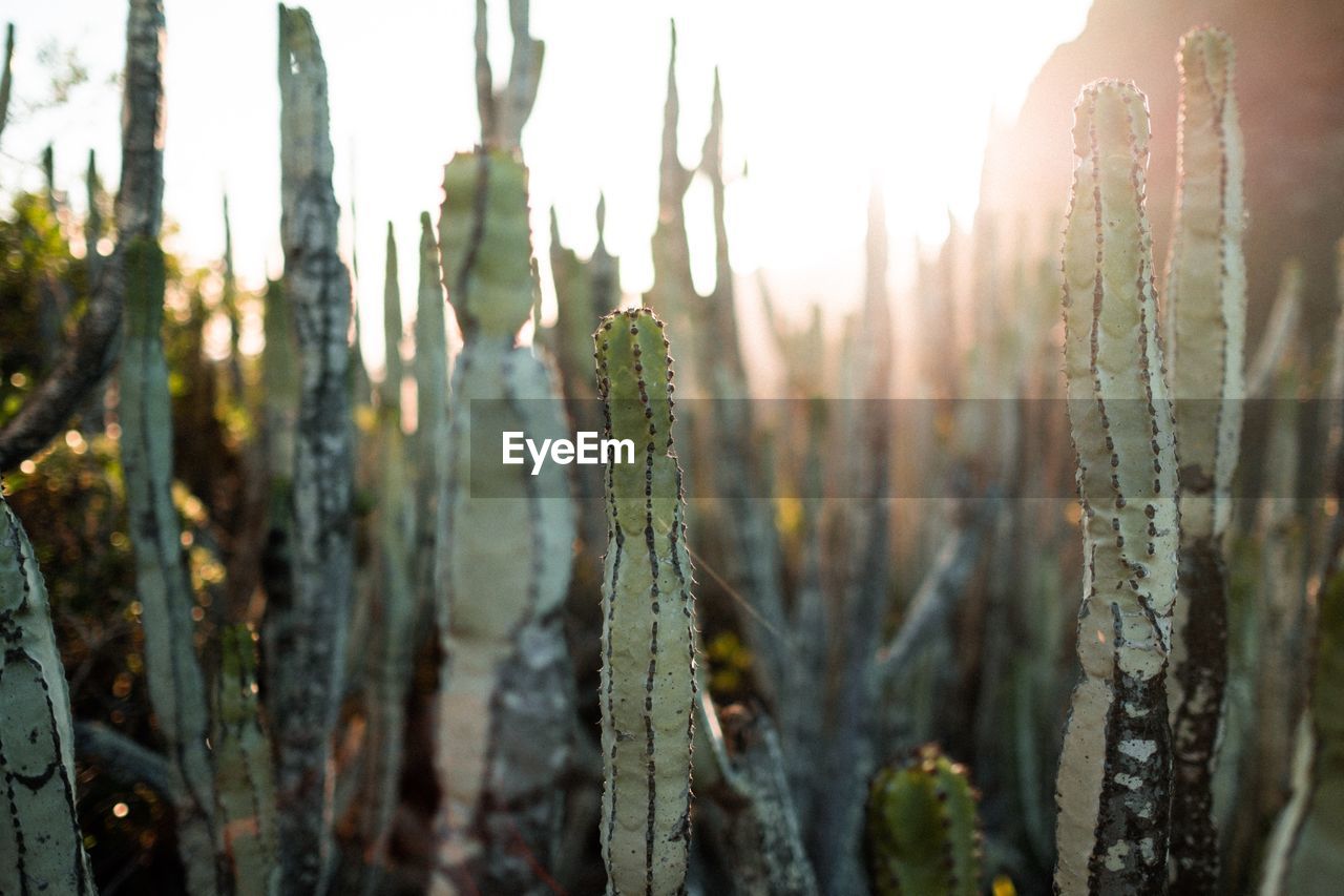 Close-up of cactus plants against sky at sunset