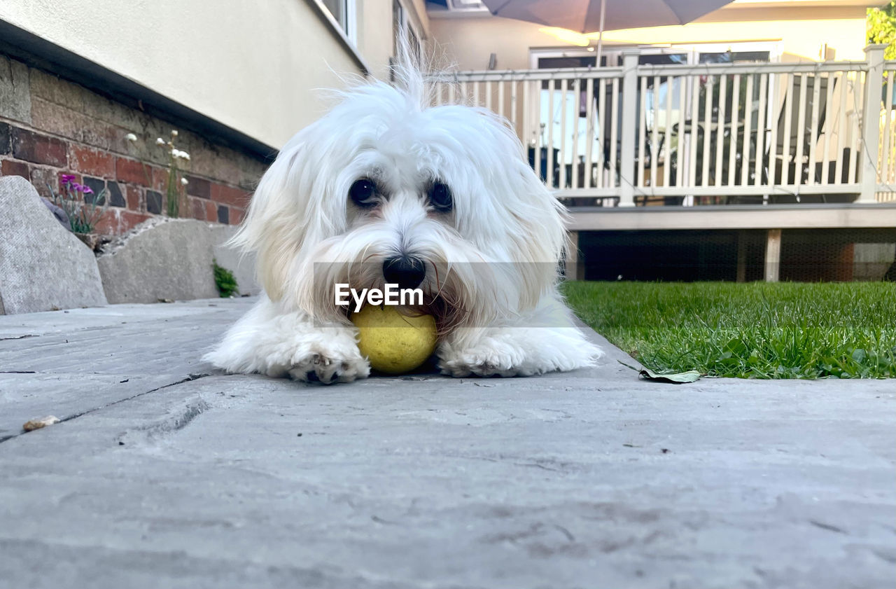 domestic animals, pet, dog, canine, one animal, animal themes, mammal, animal, maltese, havanese, architecture, bichon, coton de tulear, white, portrait, west highland white terrier, built structure, building exterior, cute, ball, looking at camera, no people, day, sports, outdoors, puppy, building