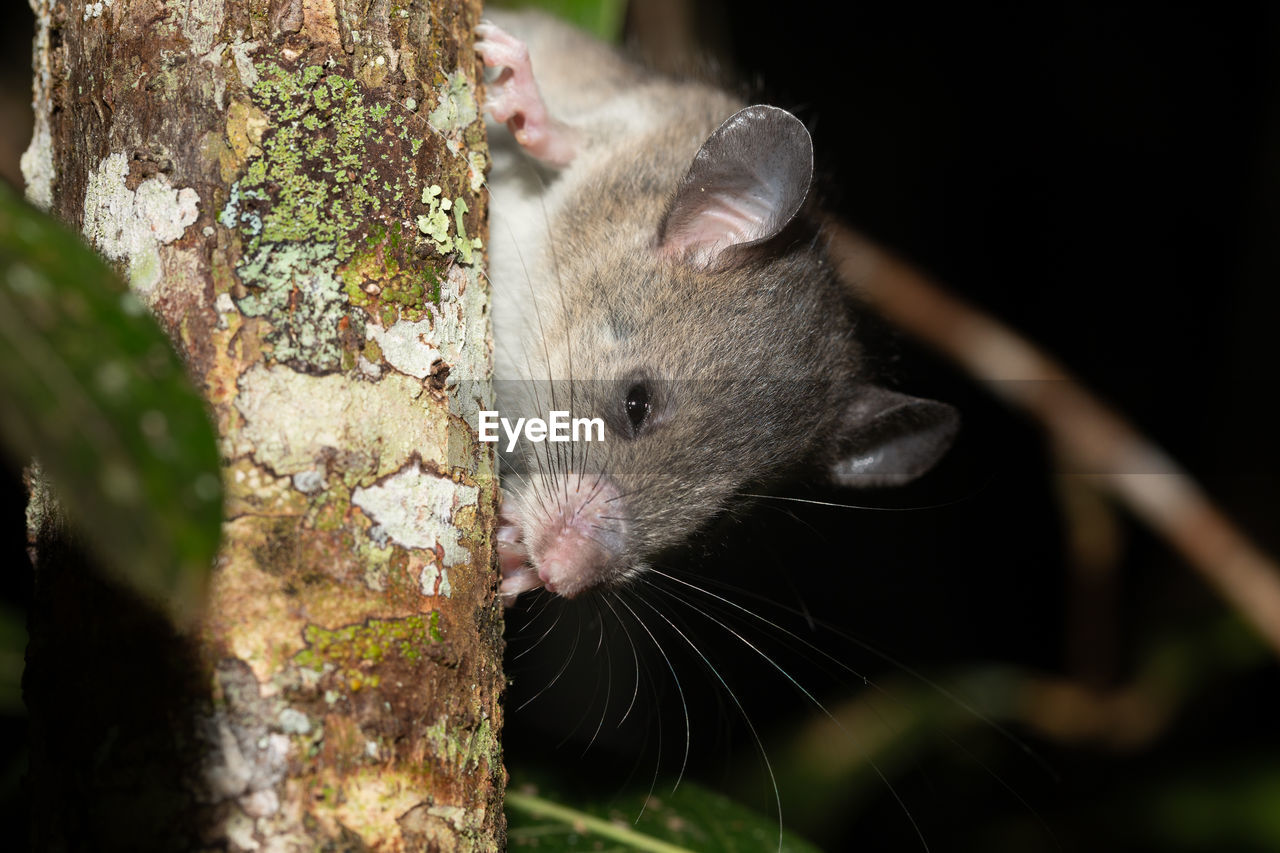 A madagascar rat climbs on the branches of a tree