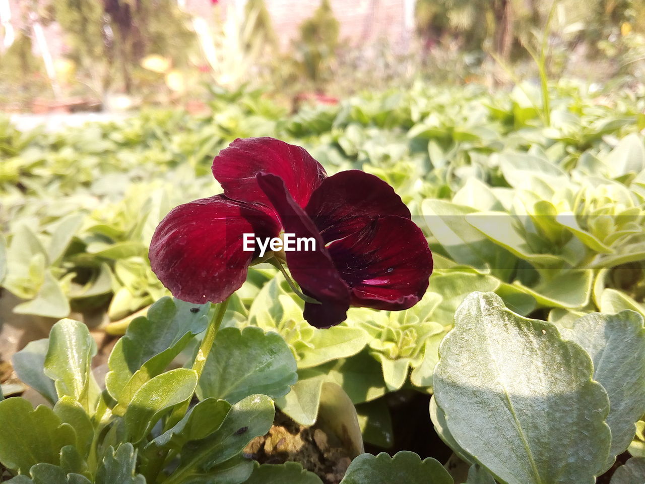 CLOSE-UP OF RED FLOWER