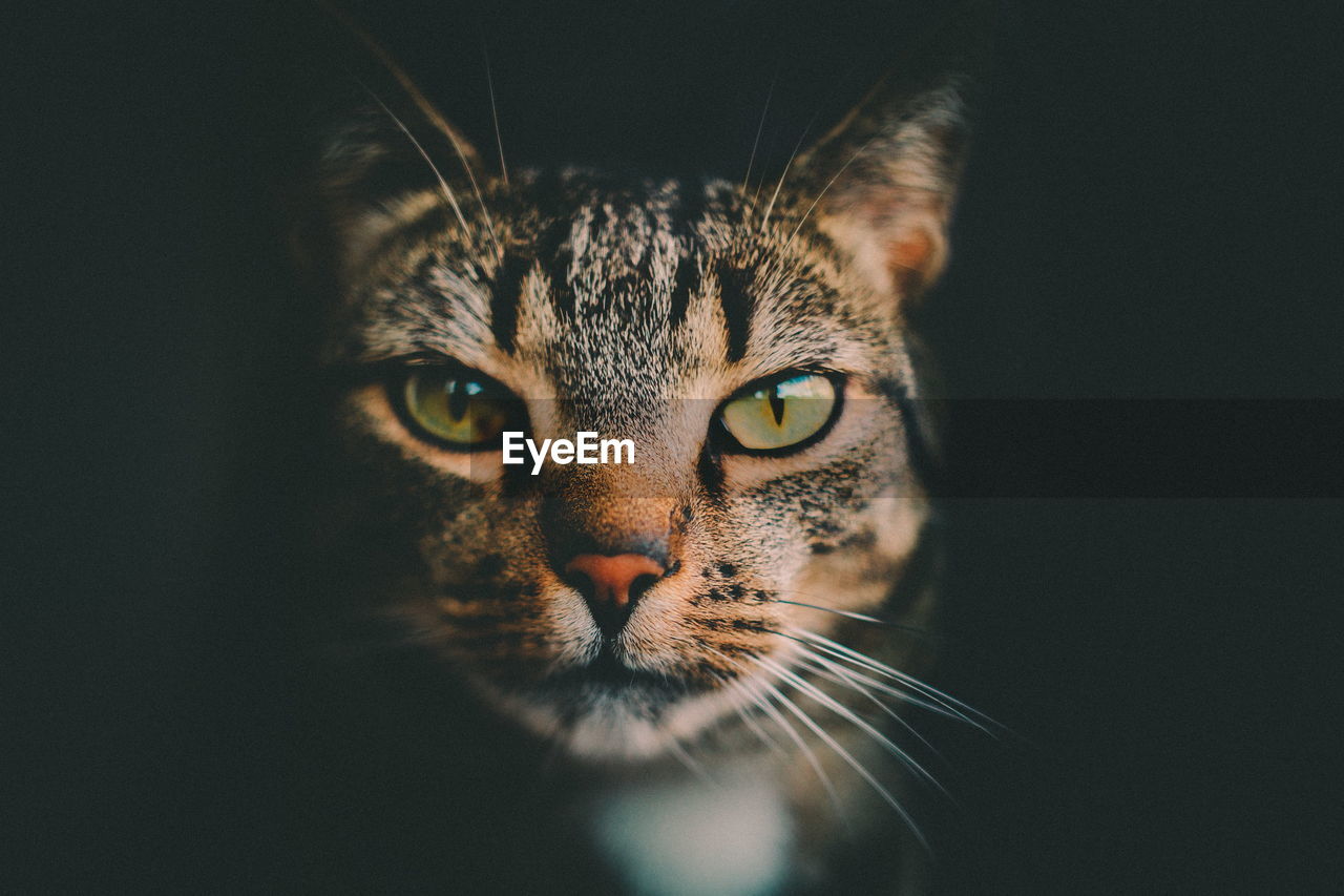 Close-up portrait of a cat over black background