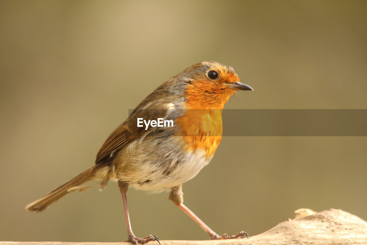 CLOSE-UP OF BIRD PERCHING ON A ROCK