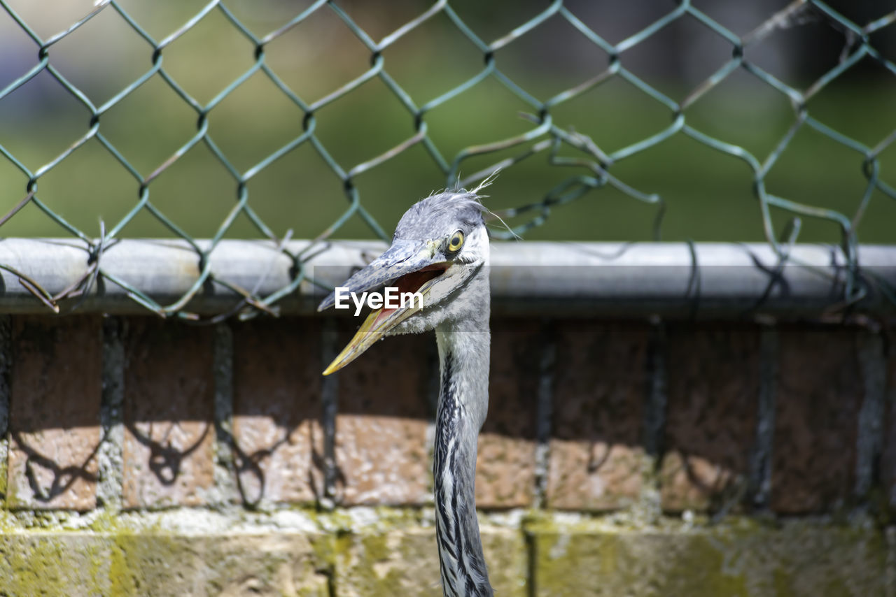Close-up of bird on chainlink fence at zoo