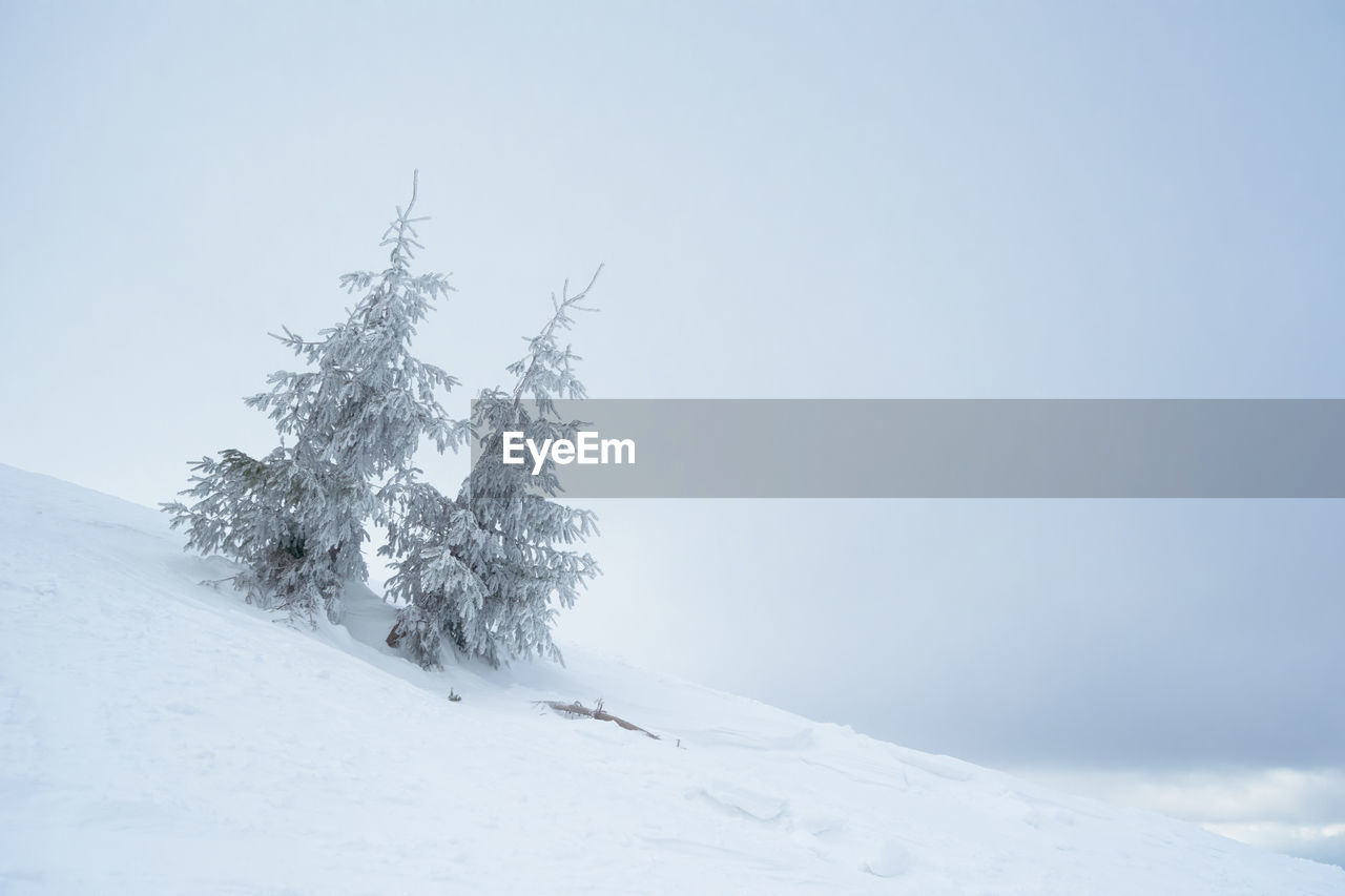 bare tree on snow covered landscape