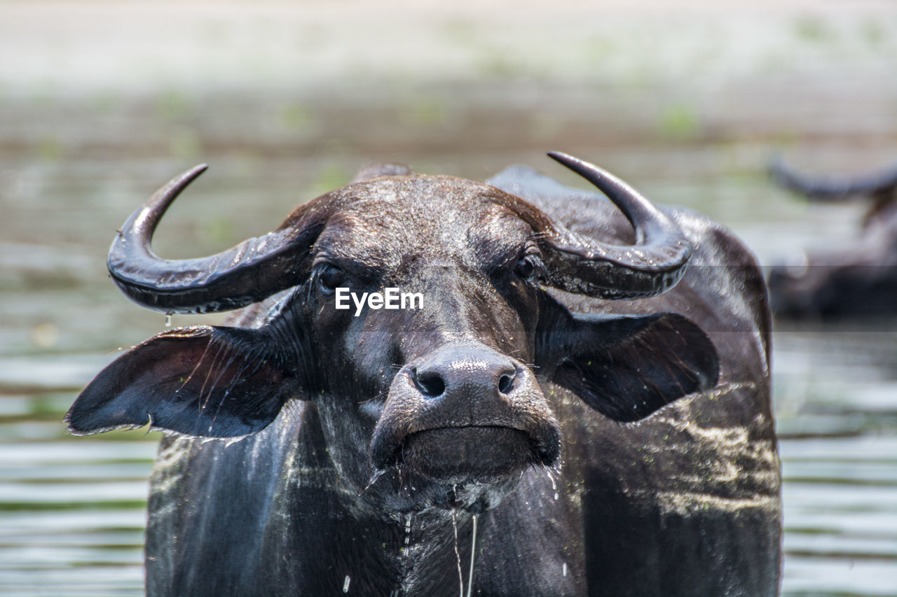 Portrait of water buffalo in lake on sunny day