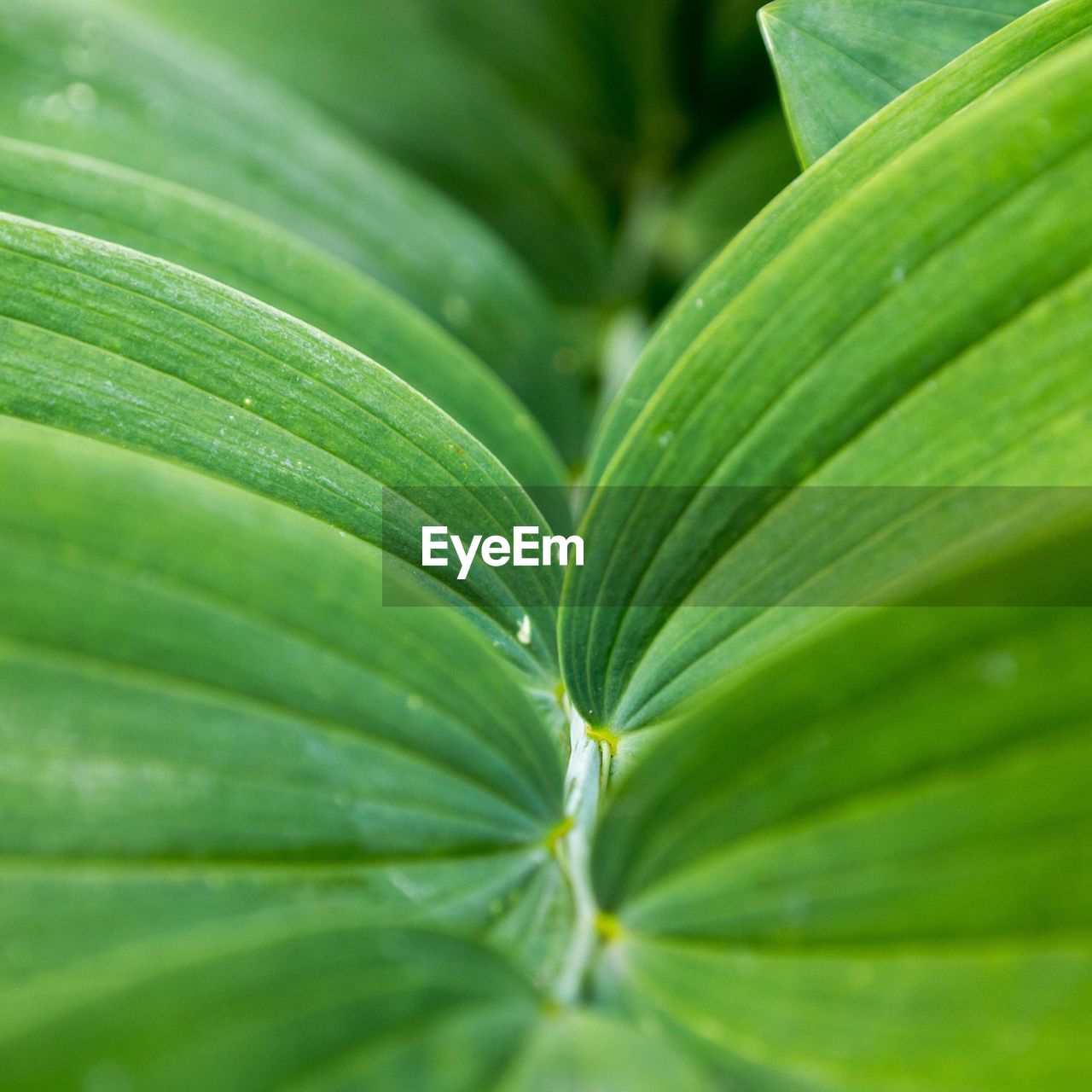 Full frame of polygonatum plant