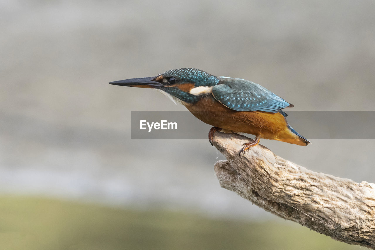 CLOSE-UP OF BIRD PERCHING ON BRANCH