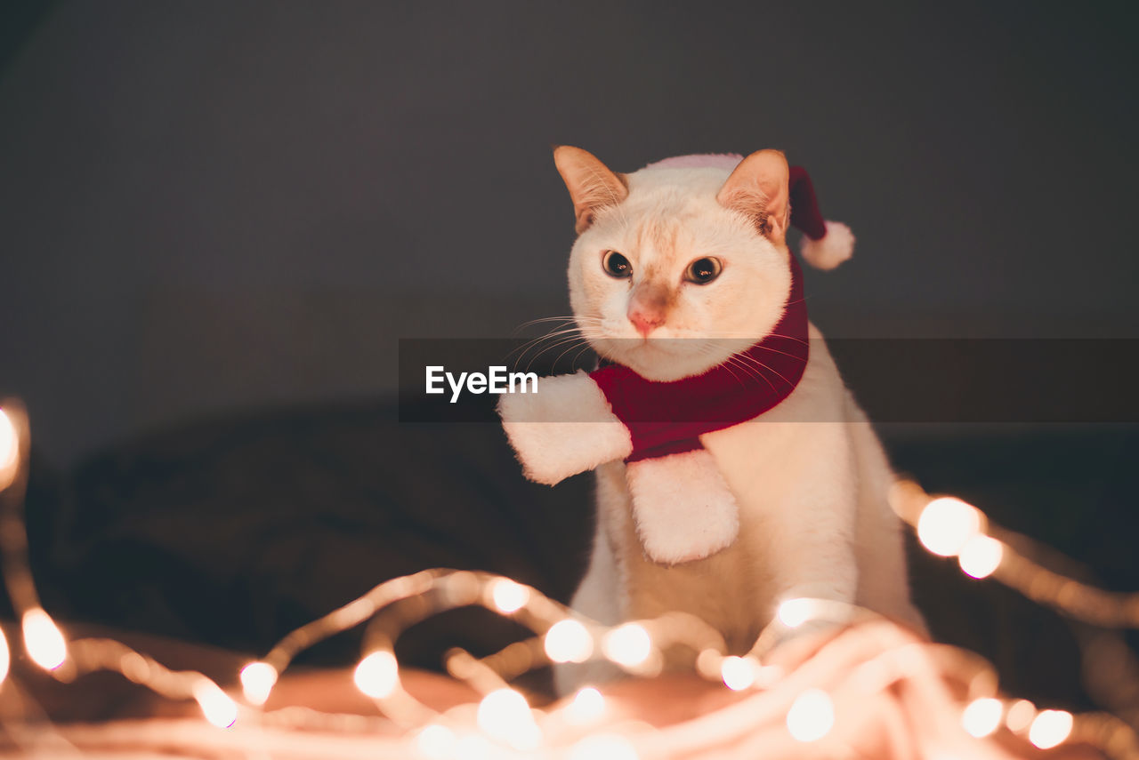 Close-up portrait of cat sitting amidst illuminated string lights at home