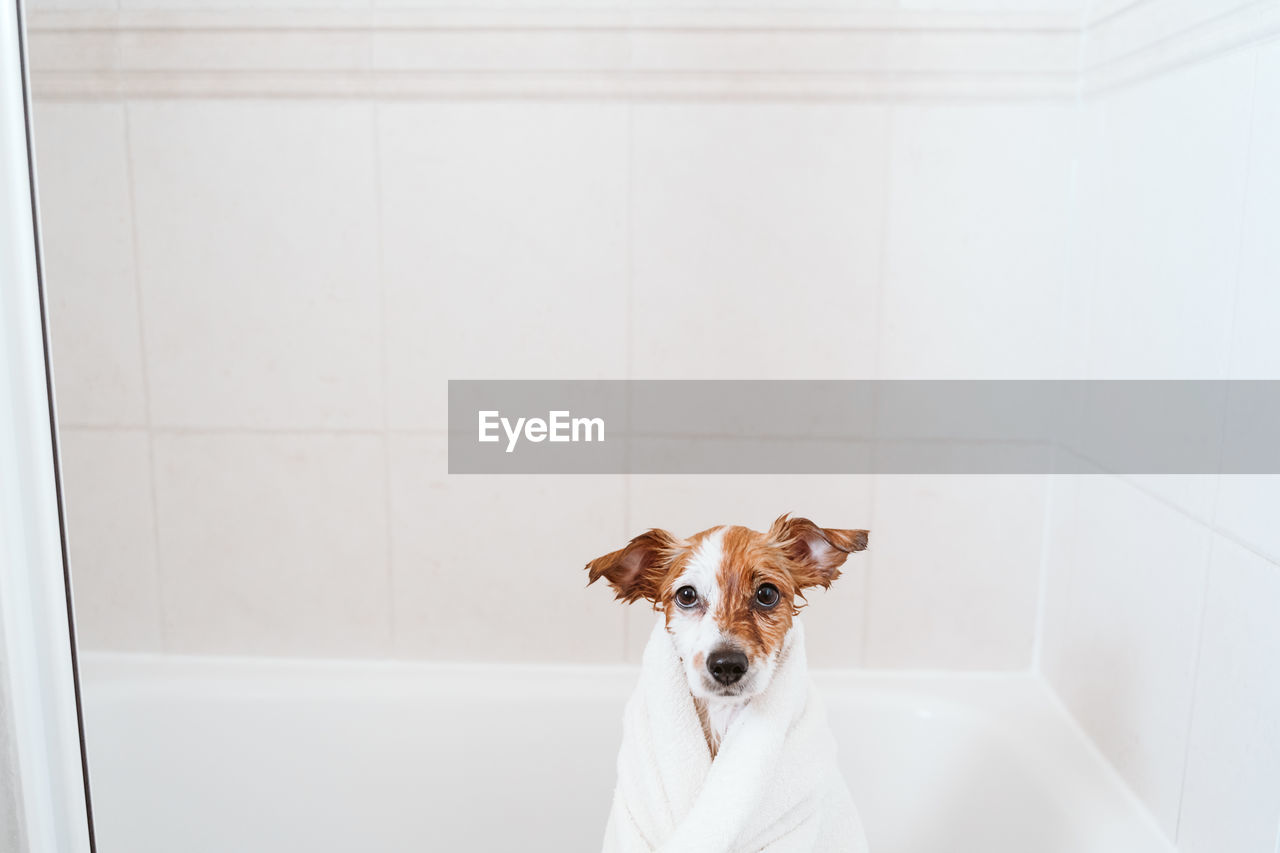 PORTRAIT OF WHITE DOG AGAINST WALL