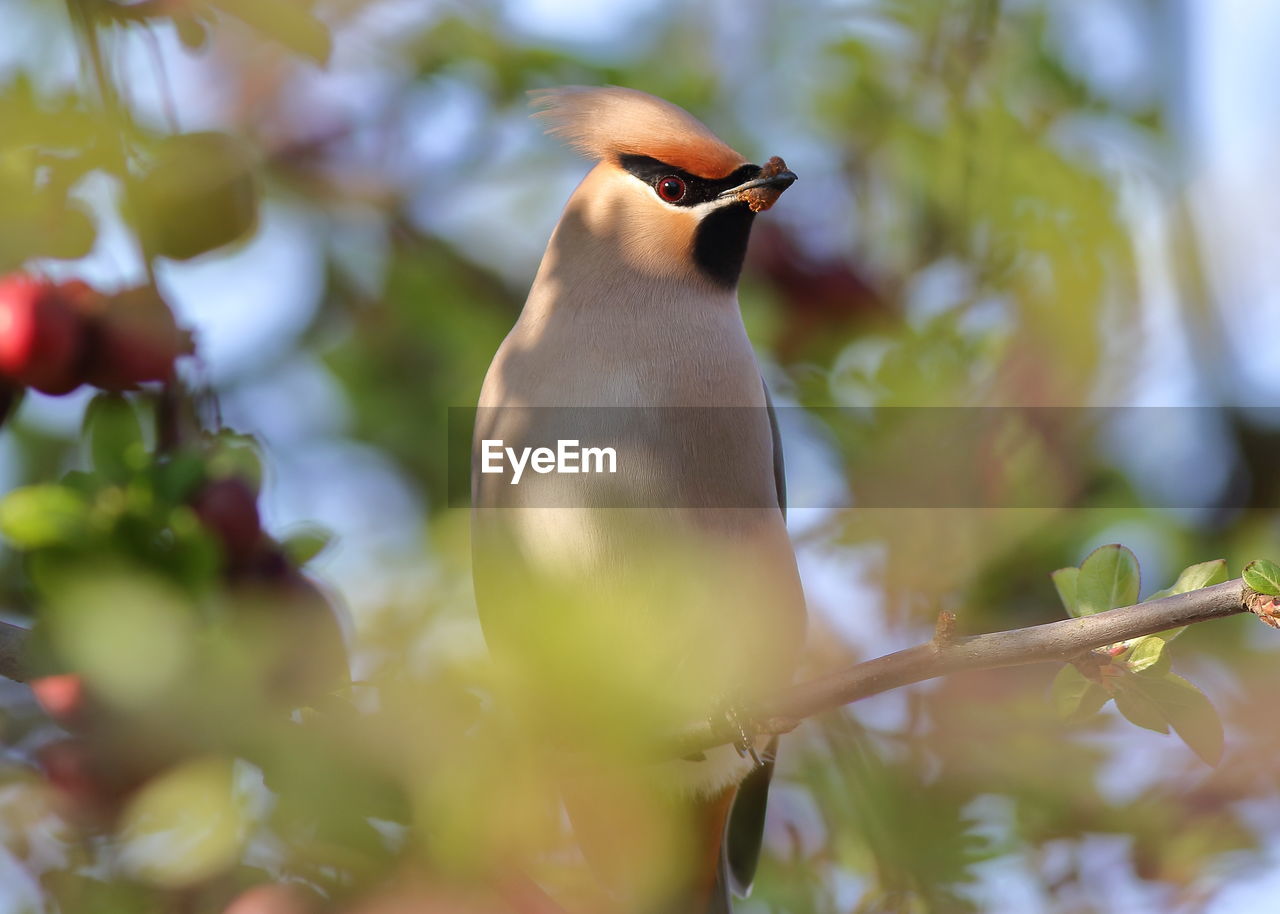 CLOSE-UP OF BIRD PERCHING ON A TREE