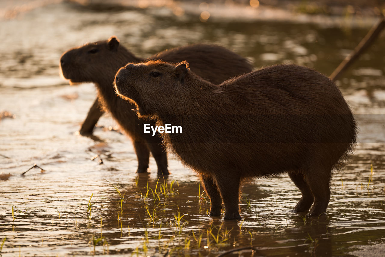 Capybaras at lakeshore during sunset