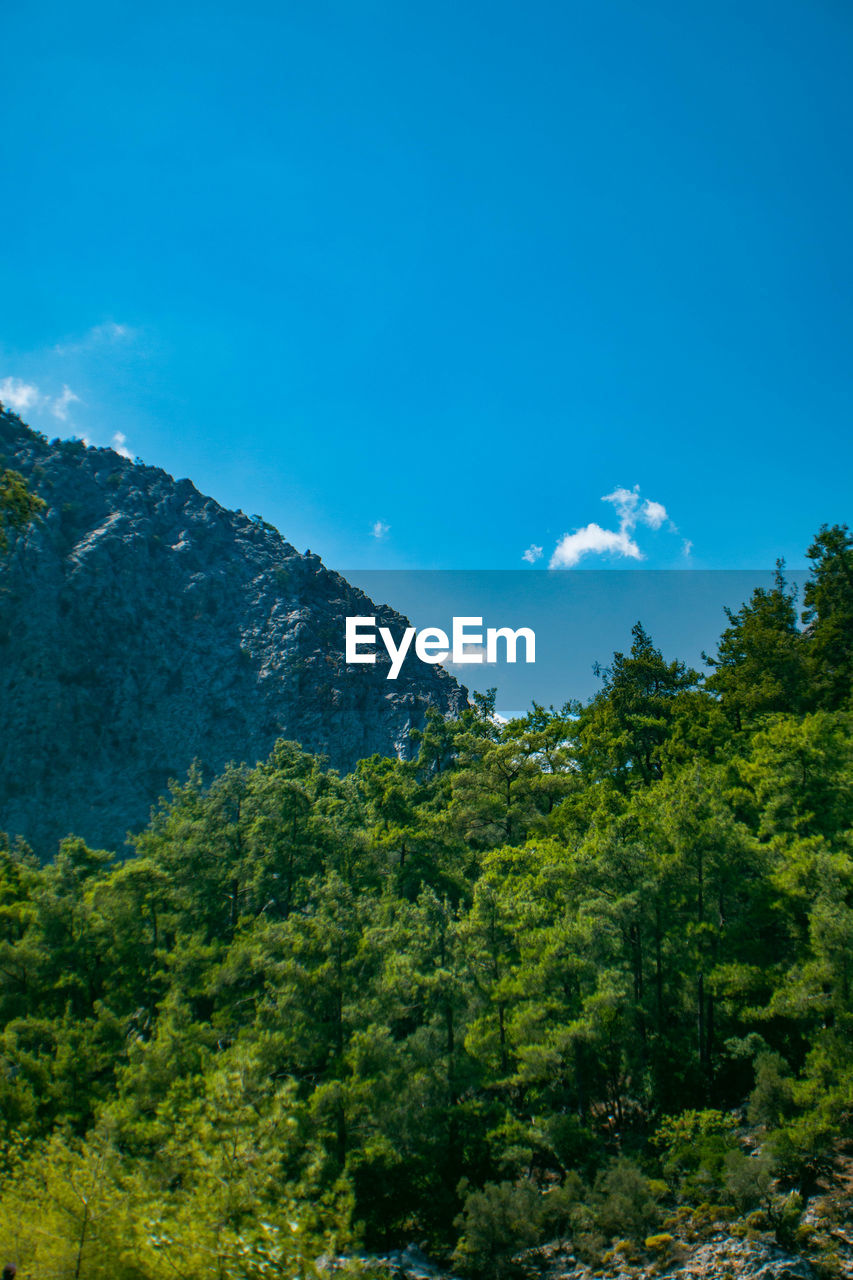 SCENIC VIEW OF TREES AGAINST SKY