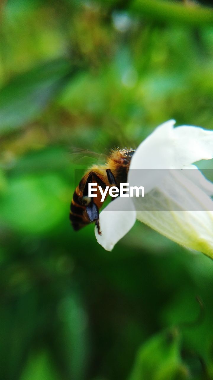 CLOSE-UP OF BEE POLLINATING ON WHITE FLOWER