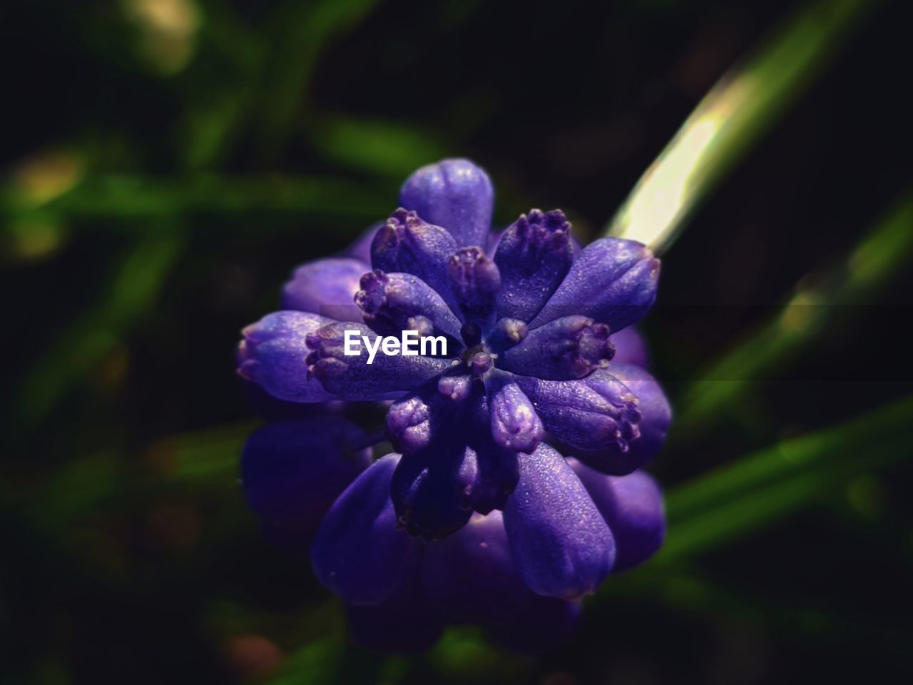 CLOSE-UP OF PURPLE FLOWER