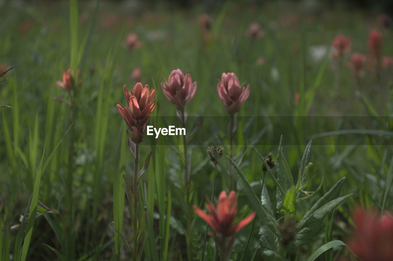 CLOSE-UP OF RED FLOWERING PLANTS ON FIELD