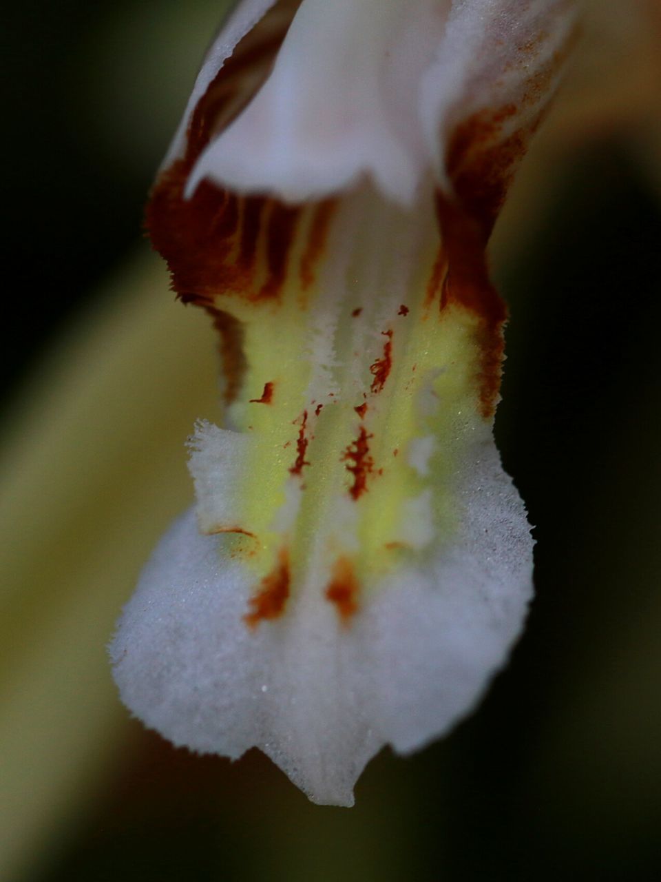 CLOSE-UP OF WHITE FLOWERS