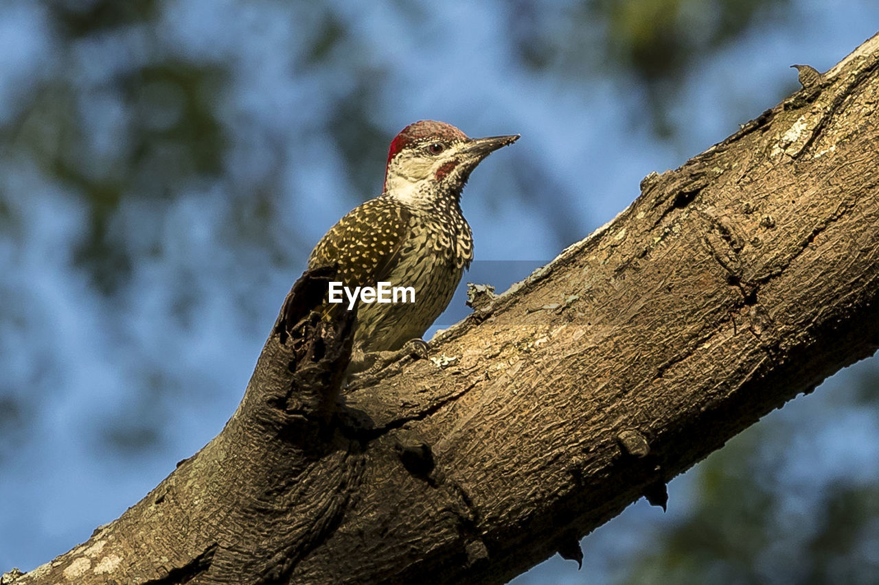 Low angle view of bird perching on tree trunk