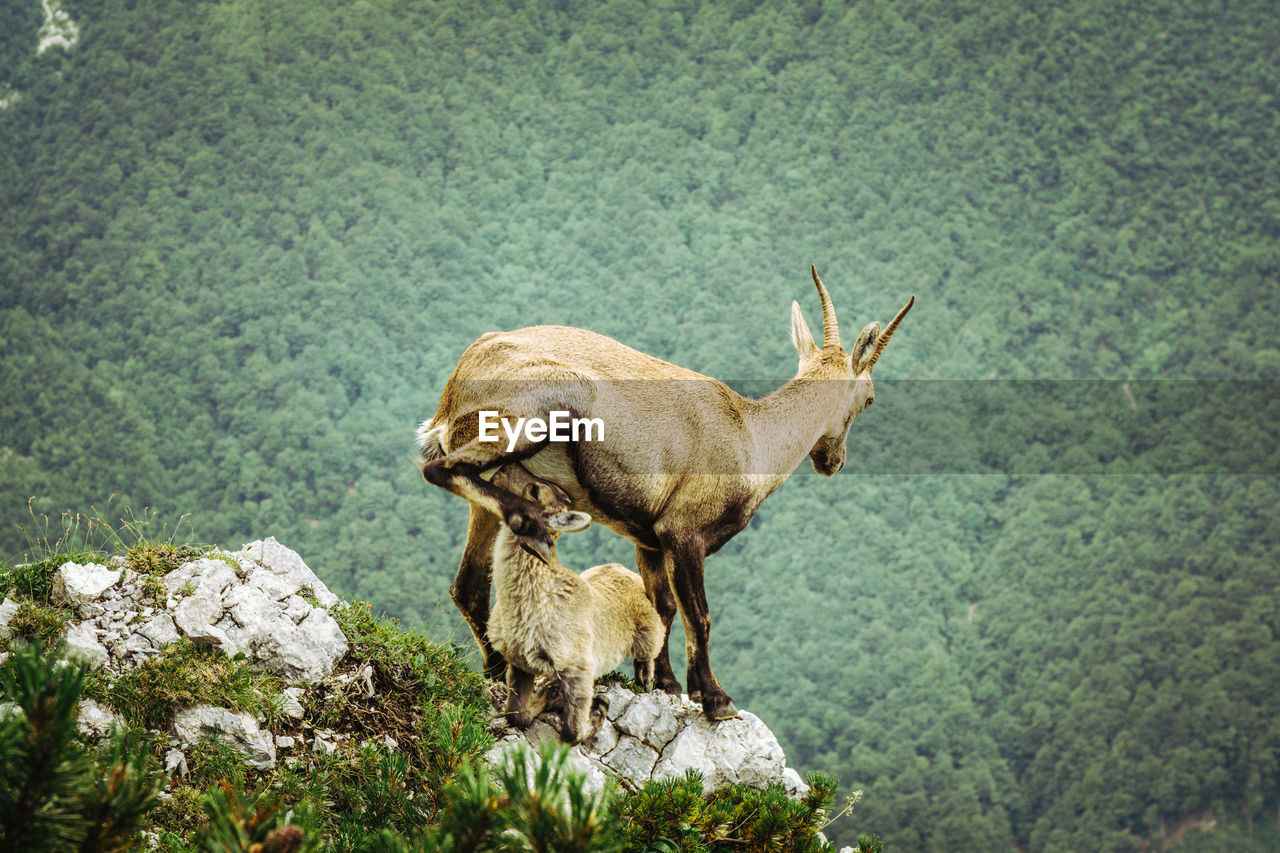 Mountain goats on rock