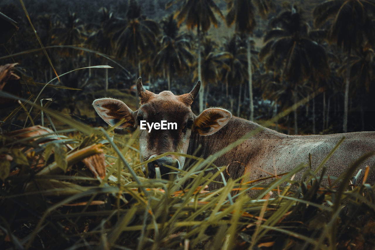 View of an animal on field