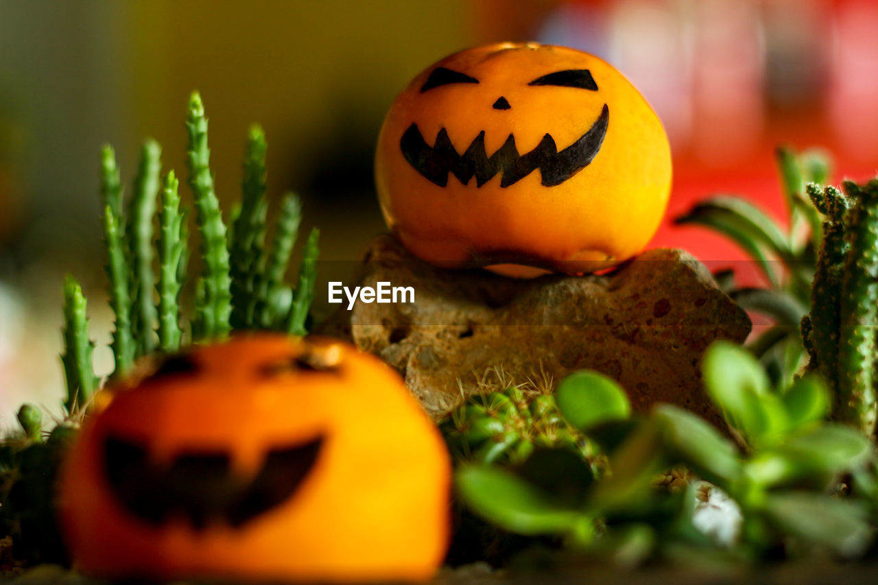 Jack o lantern halloween pumpkin in leaves , halloween pumpkin with cactus